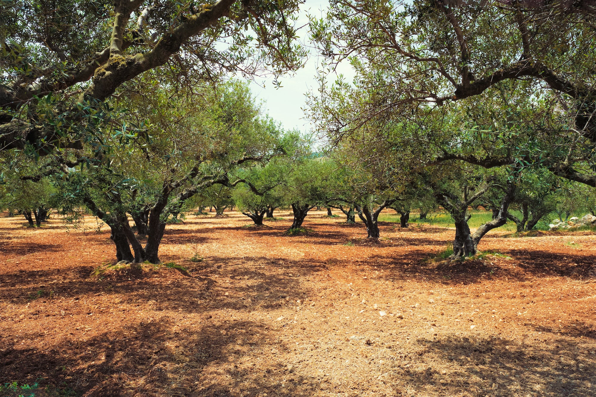Olive trees Olea europaea in Crete, Greece for olive oil production