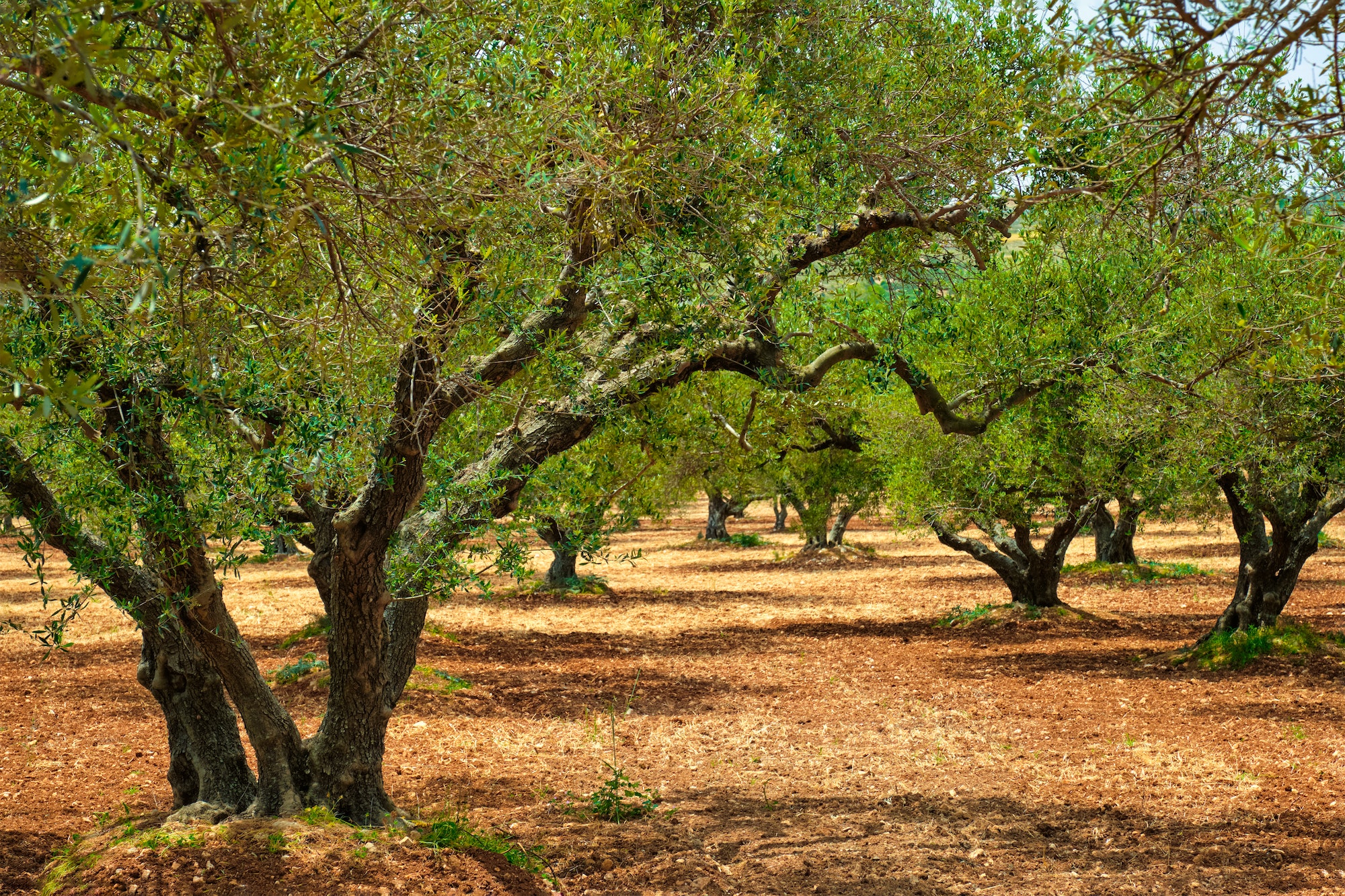 Olive trees Olea europaea in Crete, Greece for olive oil production