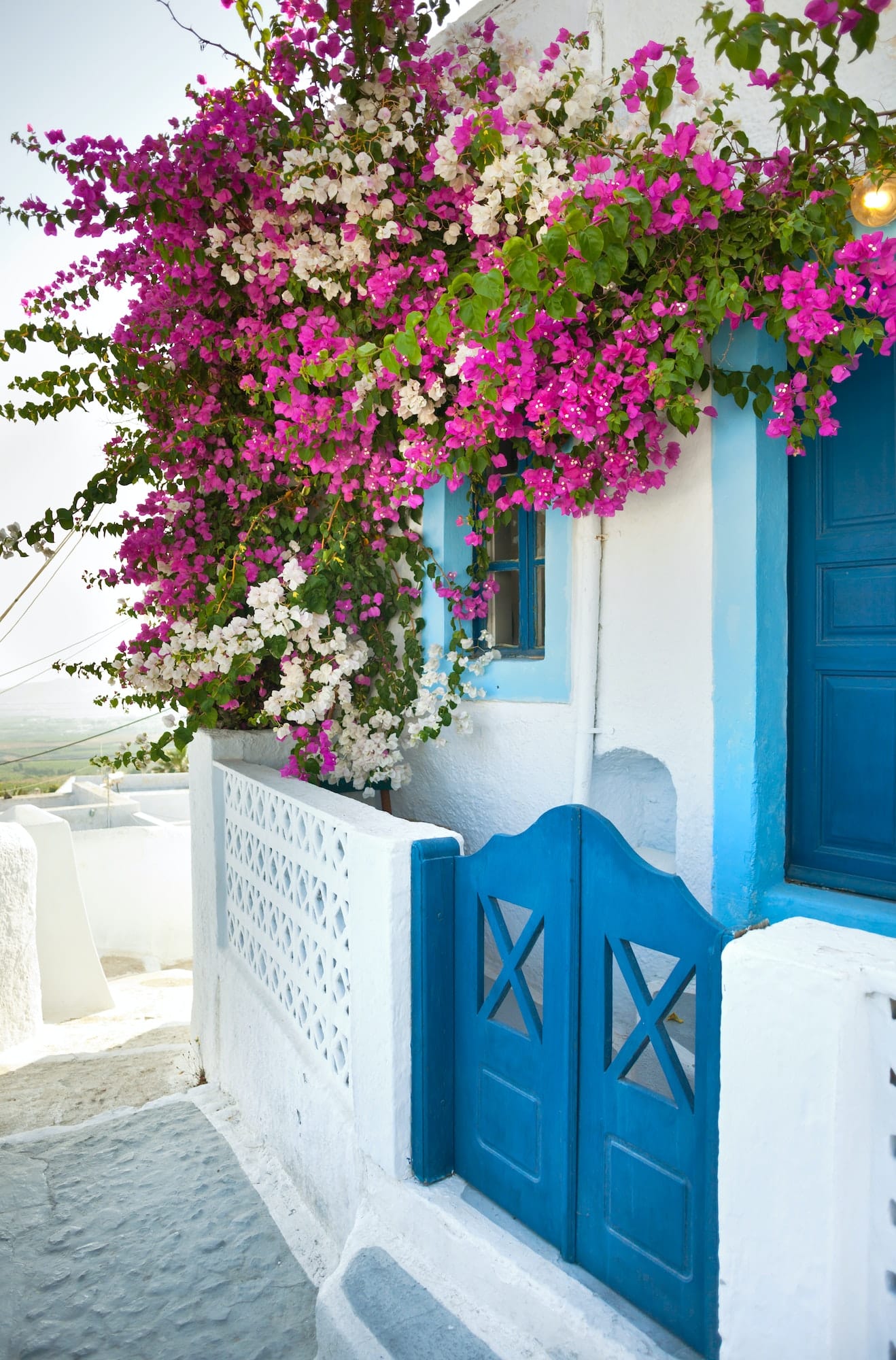 Bougainvillea in Santorini island