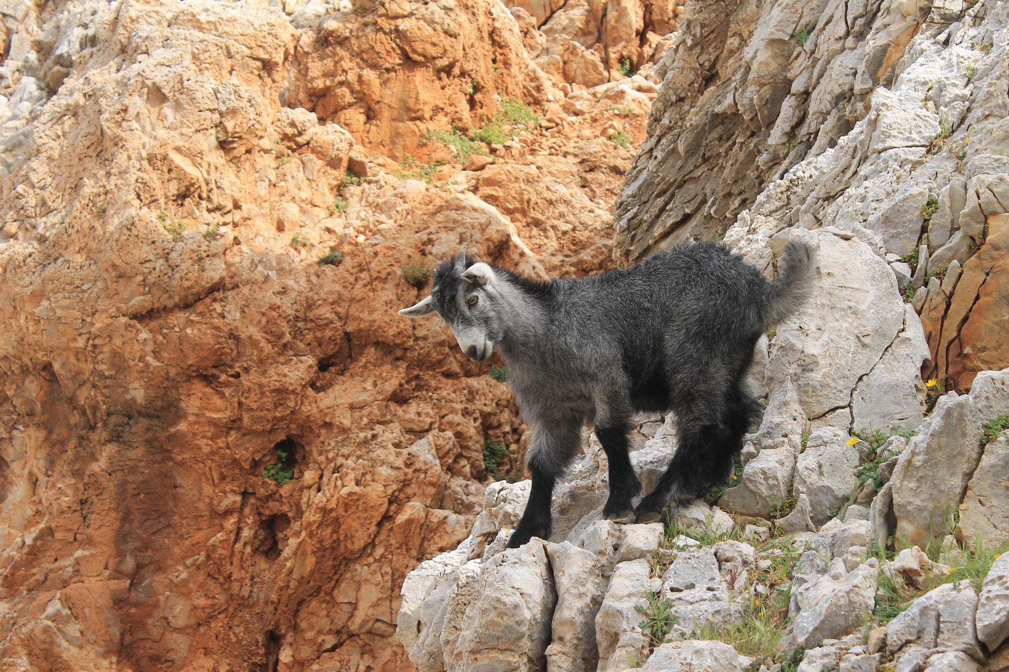 Lillte goat in a stoned beach in Crete