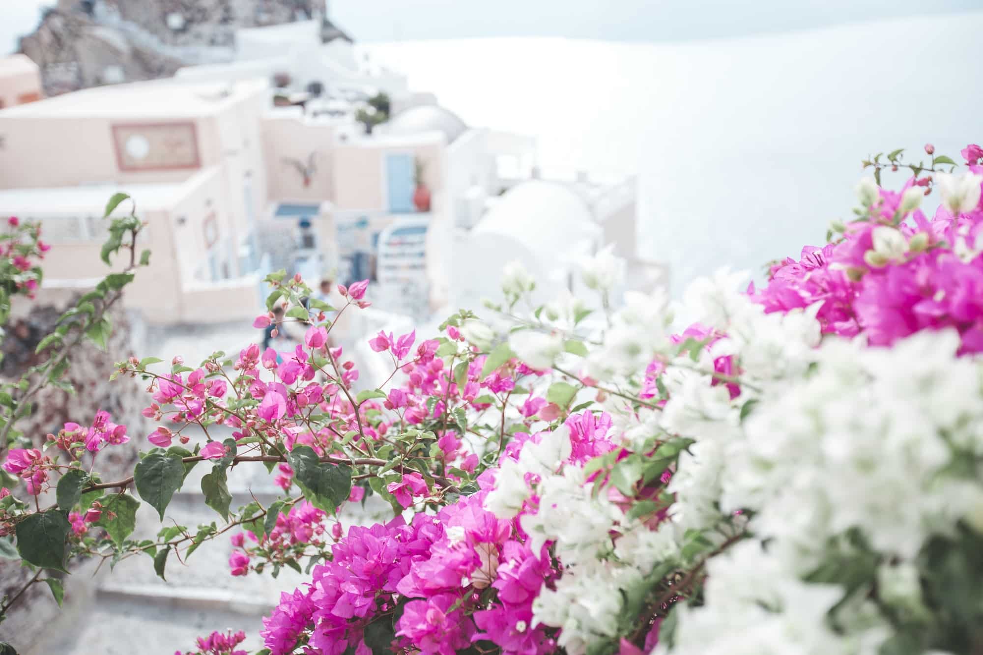 Pink and white flowers in a garden in santorini with buildings and Aegean Sea view in the background