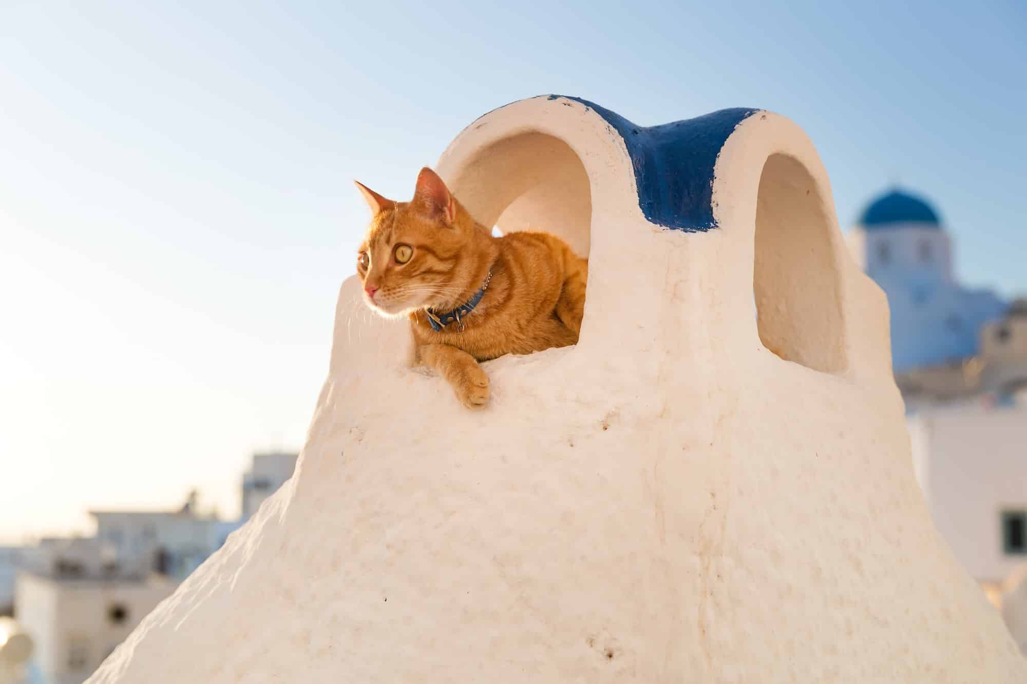 Santorini cat