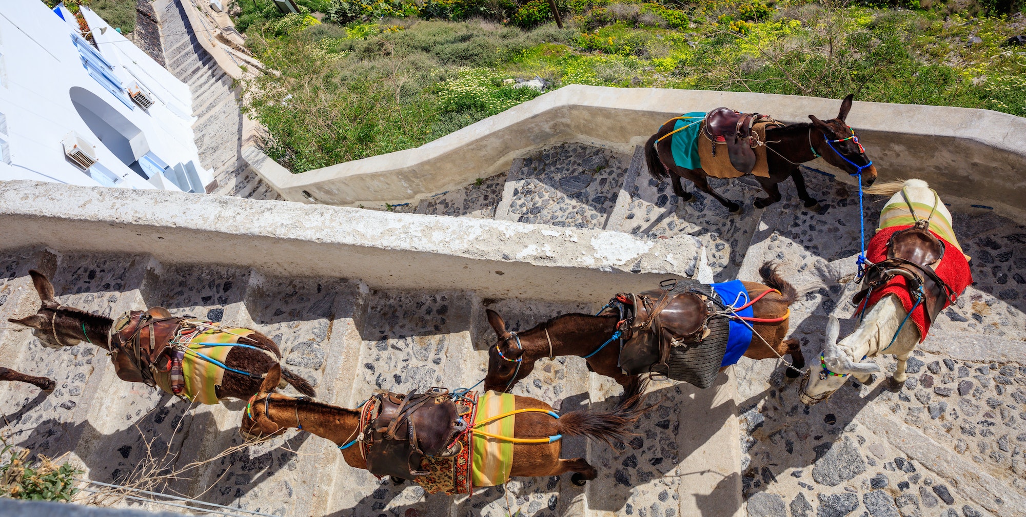 Santorini island, Greece - Donkeys at Fira village