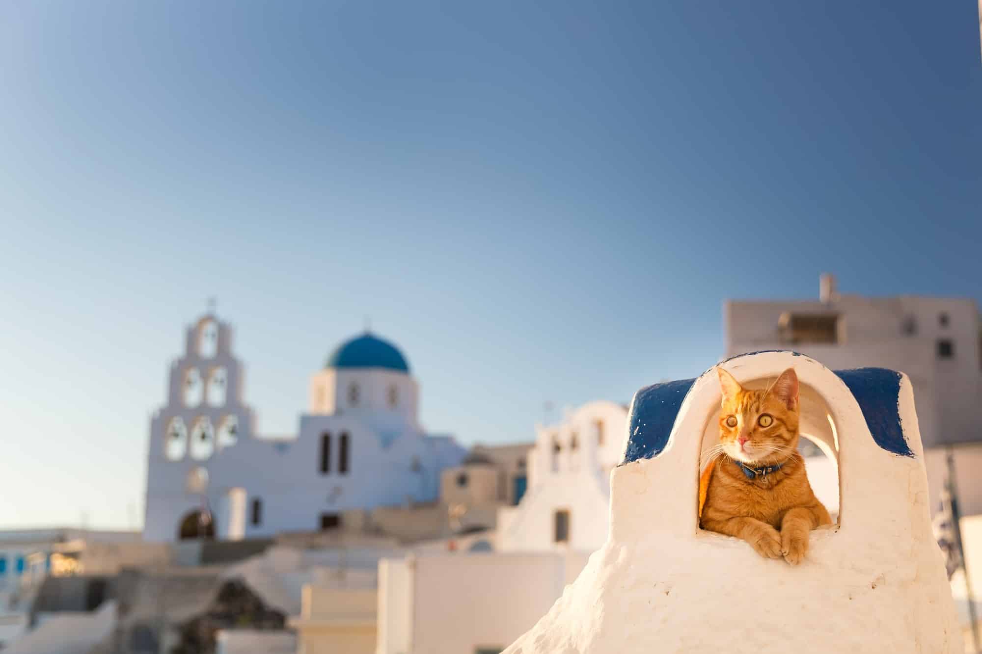 Santorini cat
