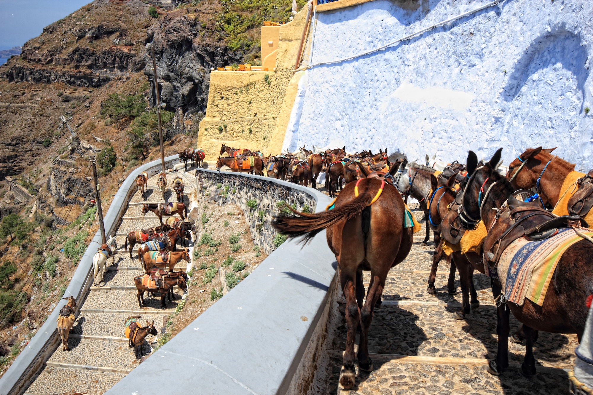 donkeys from Santorini