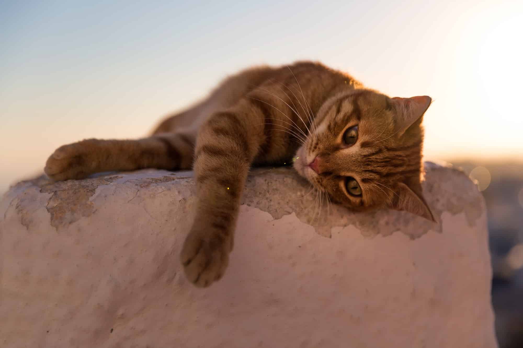 Santorini cat