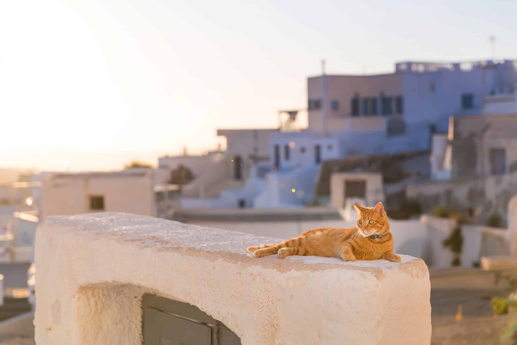 Santorini cat