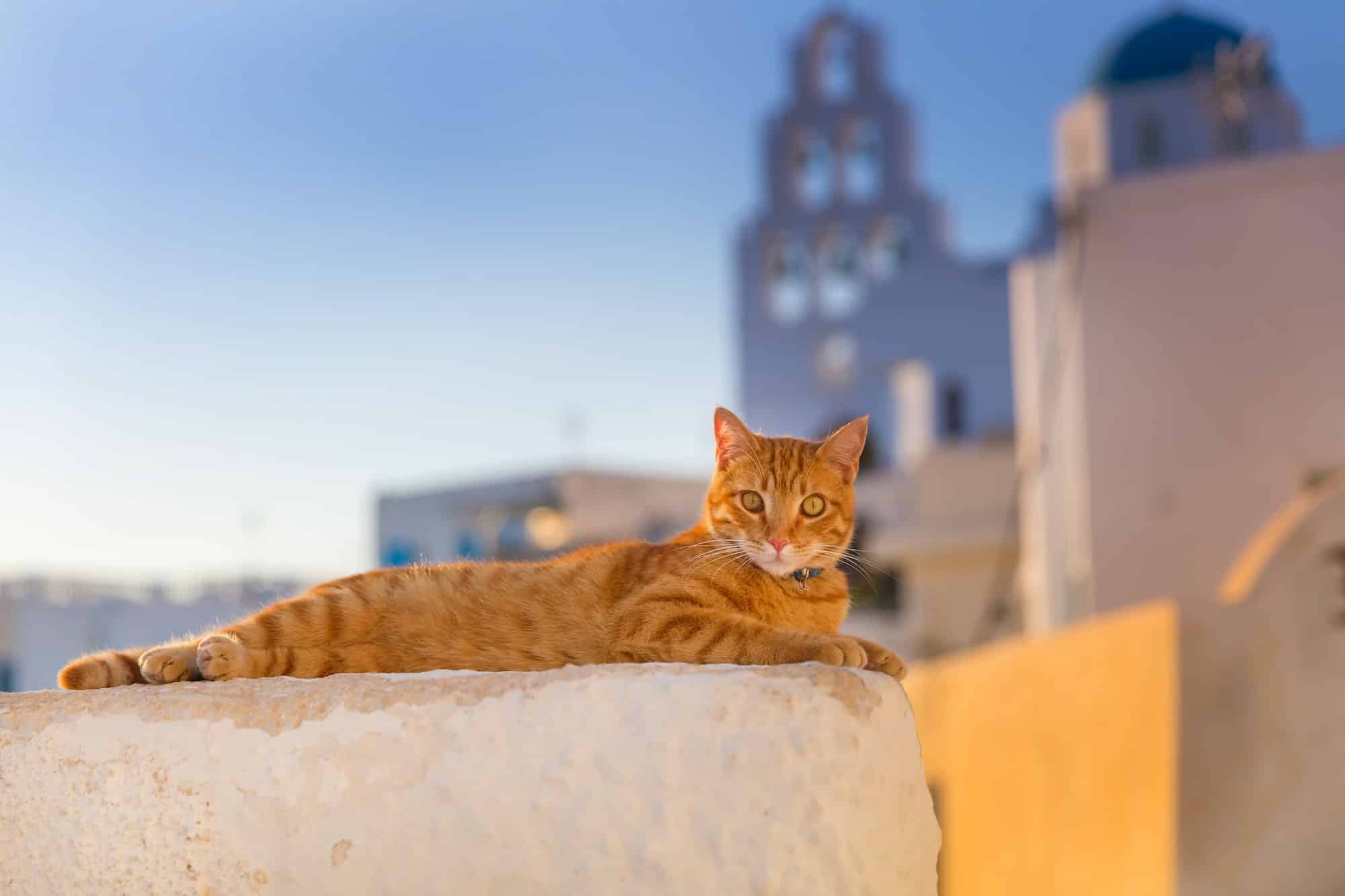 Santorini cat