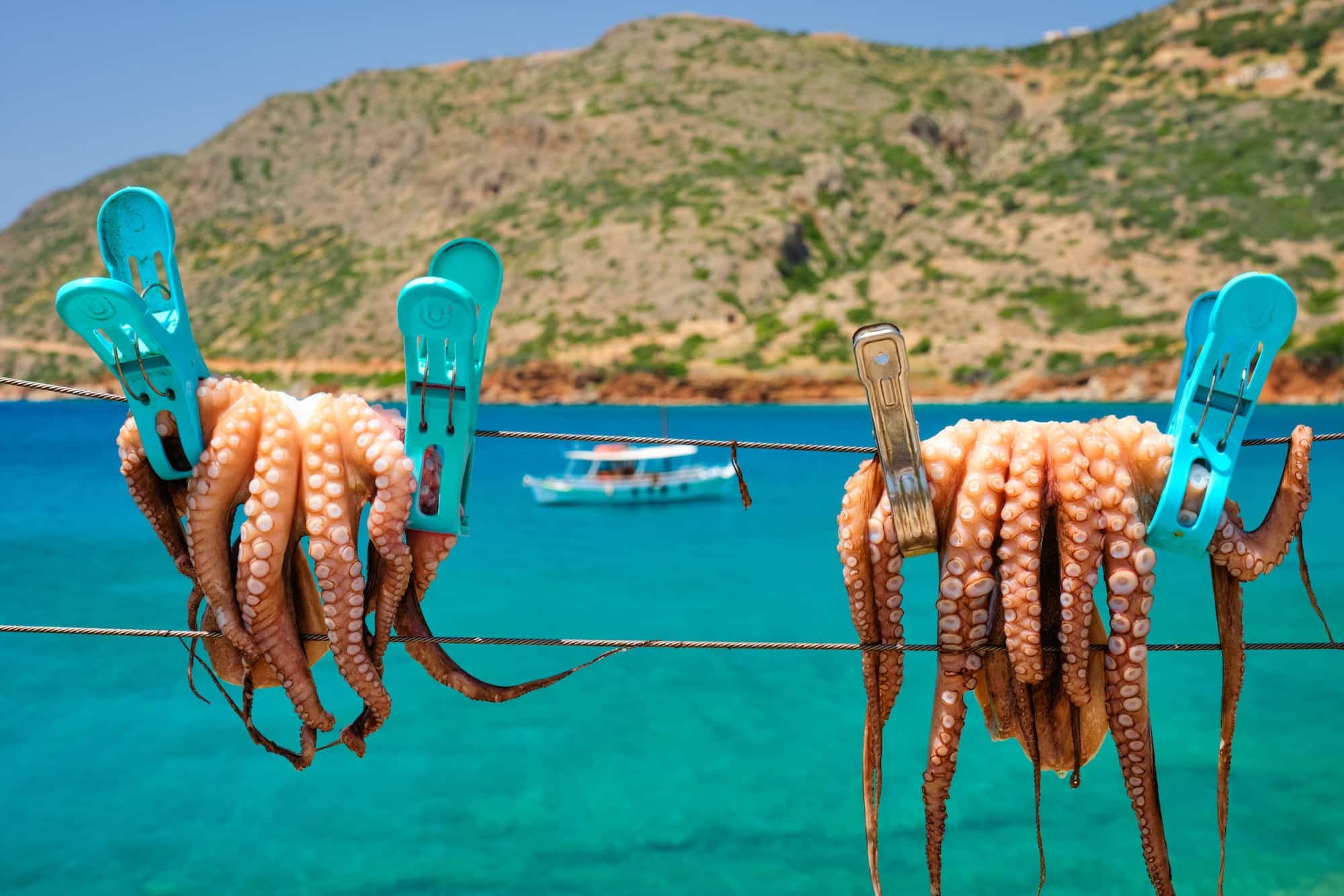 Fresh octopus drying on rope on sun with turquoise Aegean sea on background, Crete island, Greece