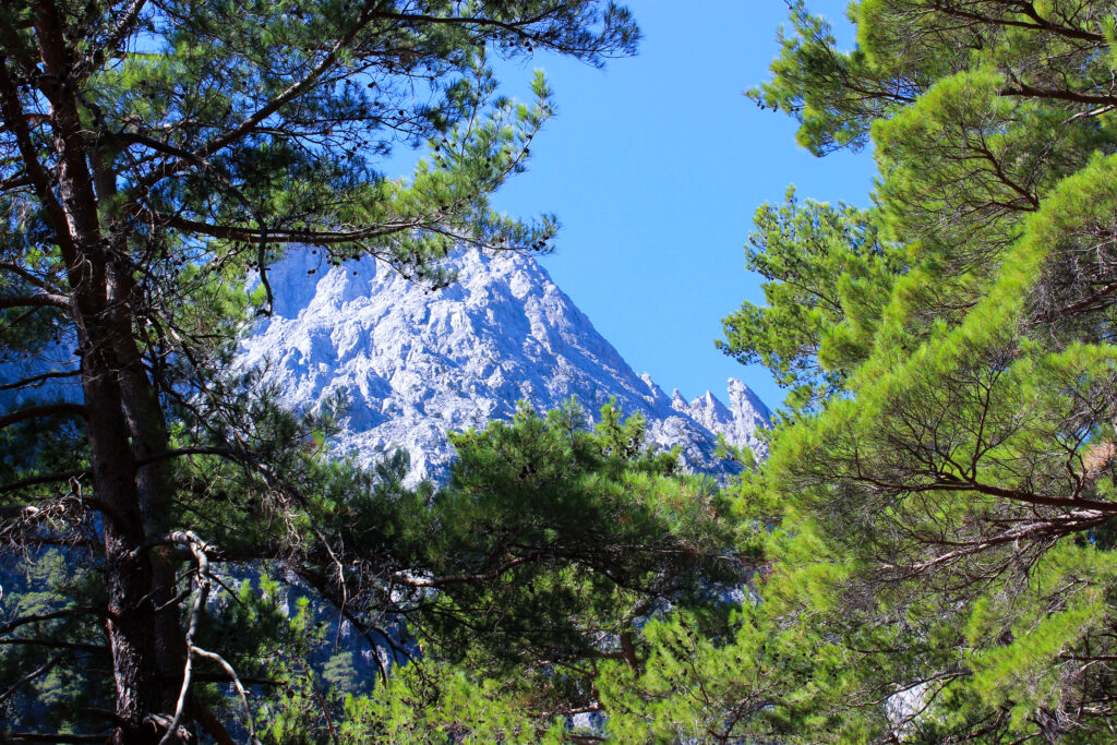 The photo. Mountain landscape. Spruce branches with cones in the foreground, in the background mountains and sky. Walking tour of the Samaria gorge. Greece. Crete.
