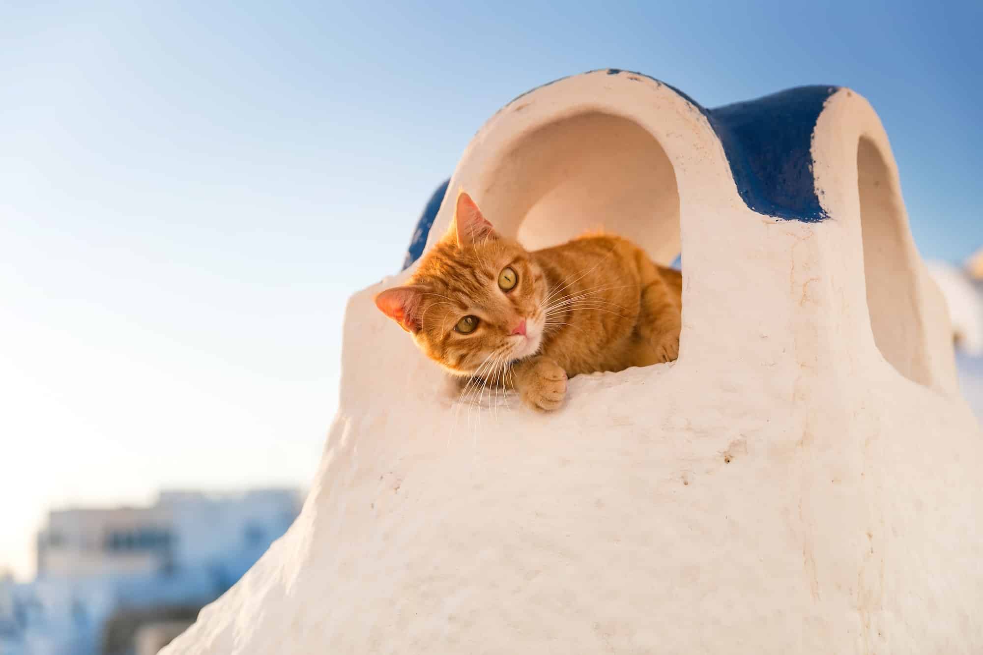 Santorini cat