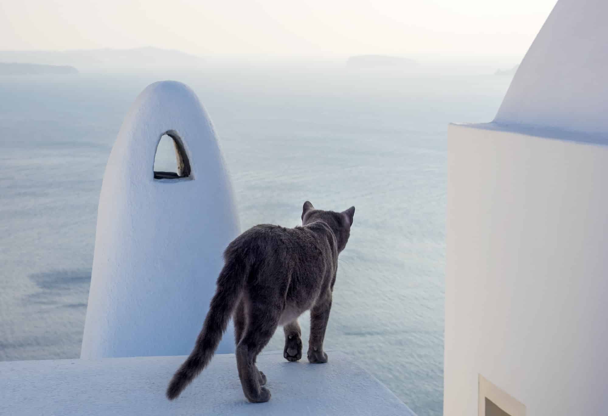 Cat of Santorini island
