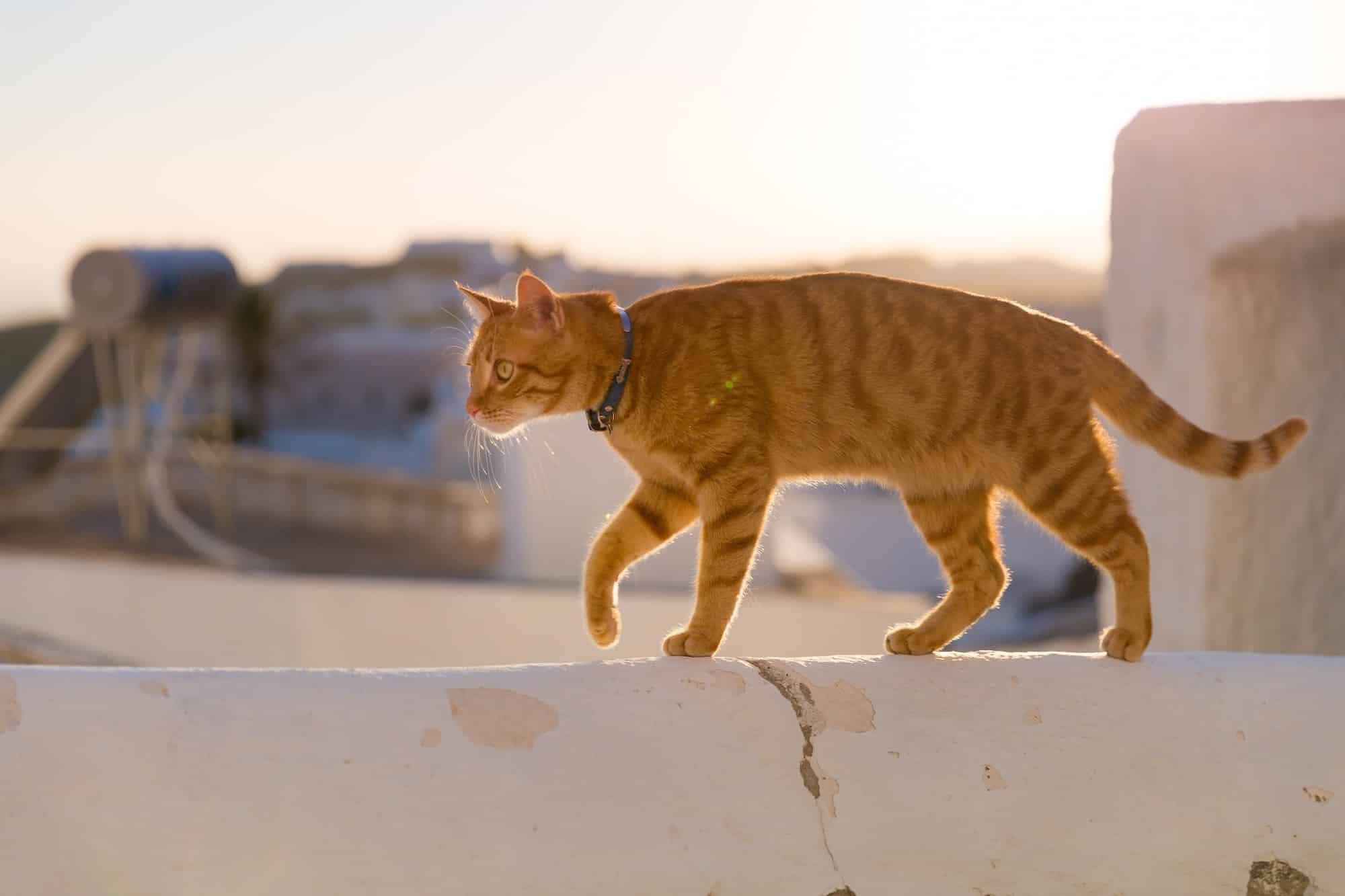 Santorini cat