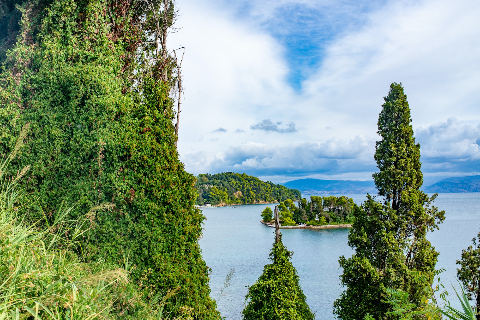 Trees on Corfu island coast, Greece